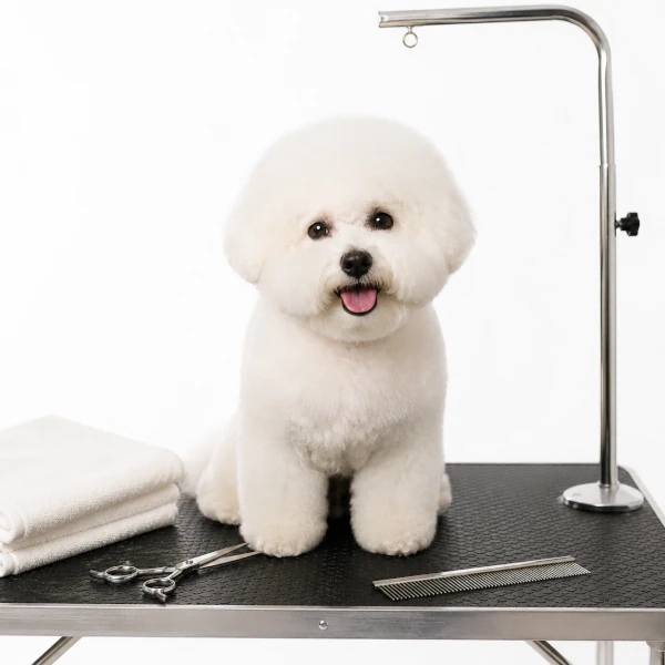 Marketing per toelettature cani