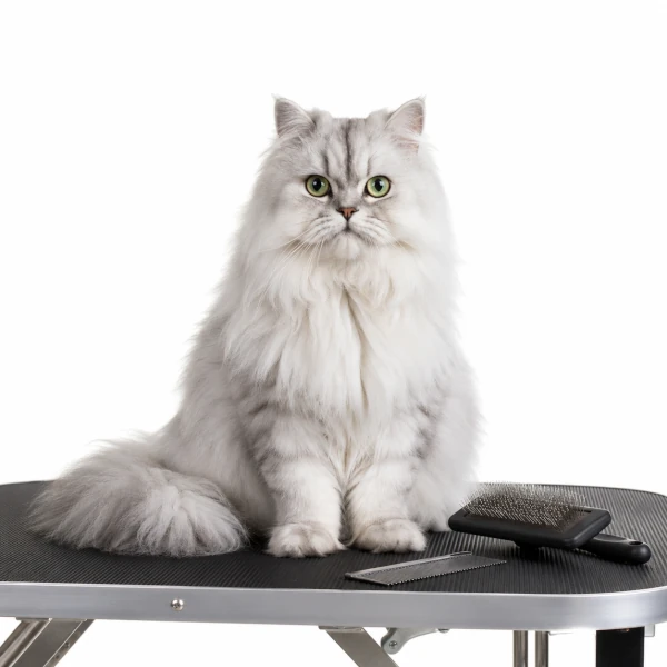 Marketing per toelettatura gatti